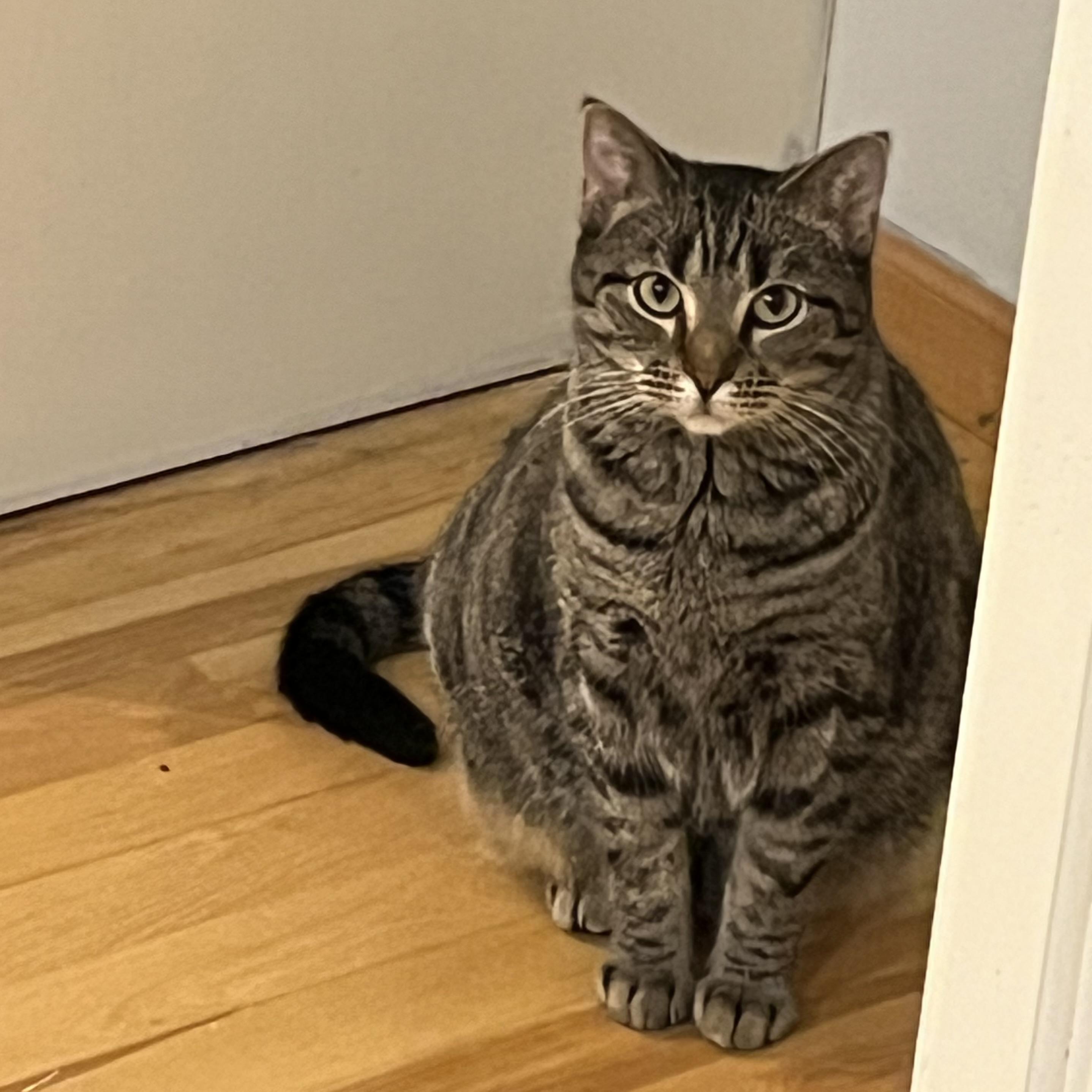 Enlarge Baxter, a Adoptable Domestic Short Hair in Lake Geneva, WI image 6/6