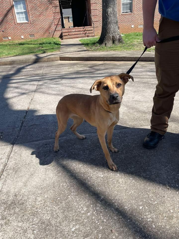 Enlarge Swirlix, a Adoptable Shepherd in Shelbyville, TN image 2/4