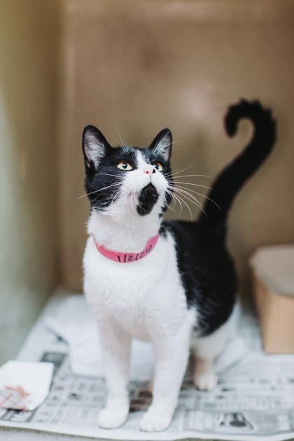 Enlarge 90285a Barbra- Pounce Cat Cafe, a Adoptable mixed breed in North Charleston, SC image 1/3