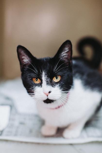 Enlarge 90285a Barbra- Pounce Cat Cafe, a Adoptable mixed breed in North Charleston, SC image 2/3