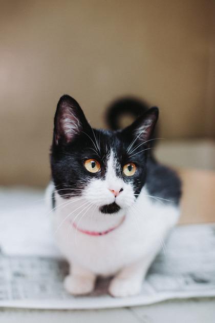 Enlarge 90285a Barbra- Pounce Cat Cafe, a Adoptable mixed breed in North Charleston, SC image 3/3