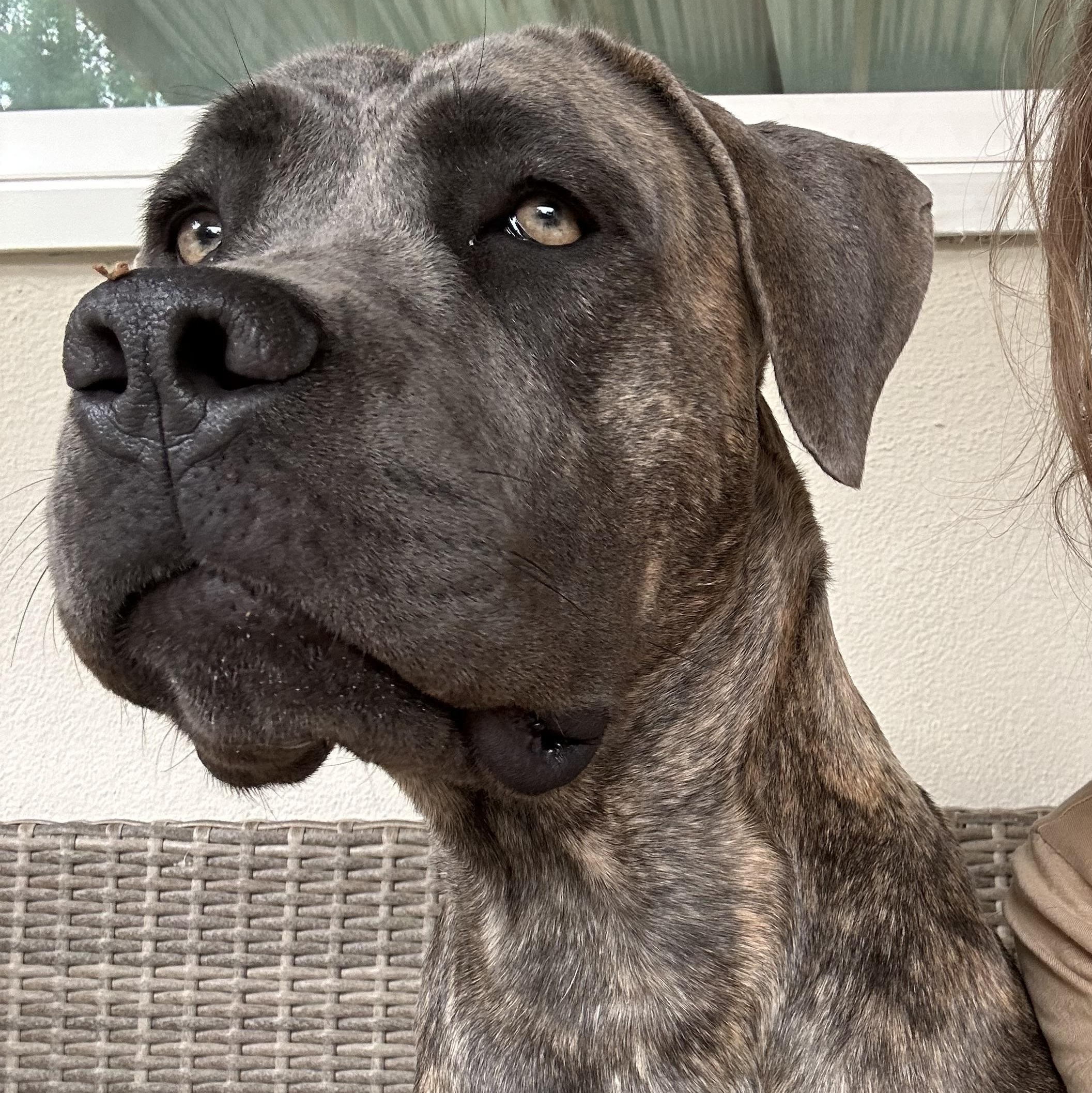 Dulce, Adoptable, Young Female Cane Corso.