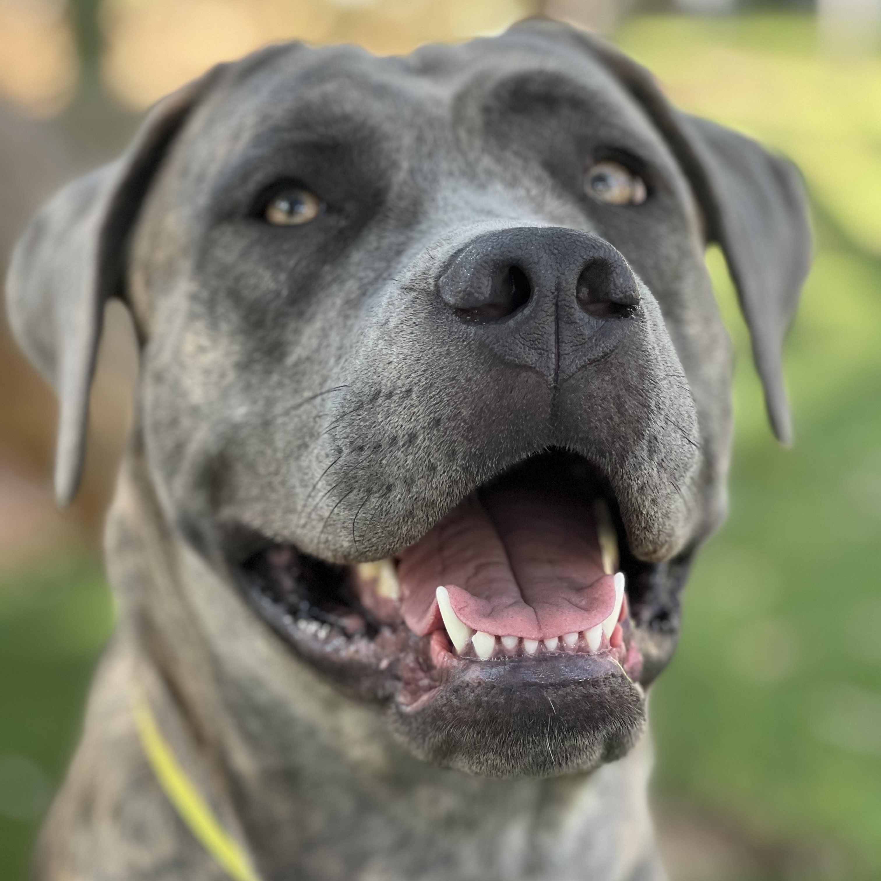 Dulce, a Adoptable mixed breed in Los Angeles, CA image 3/5