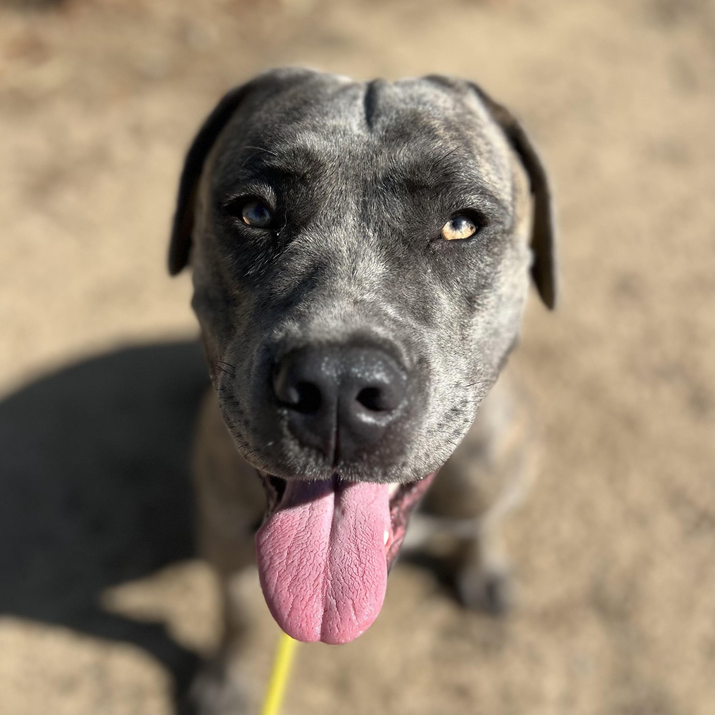 Dulce, a Adoptable mixed breed in Los Angeles, CA image 2/5