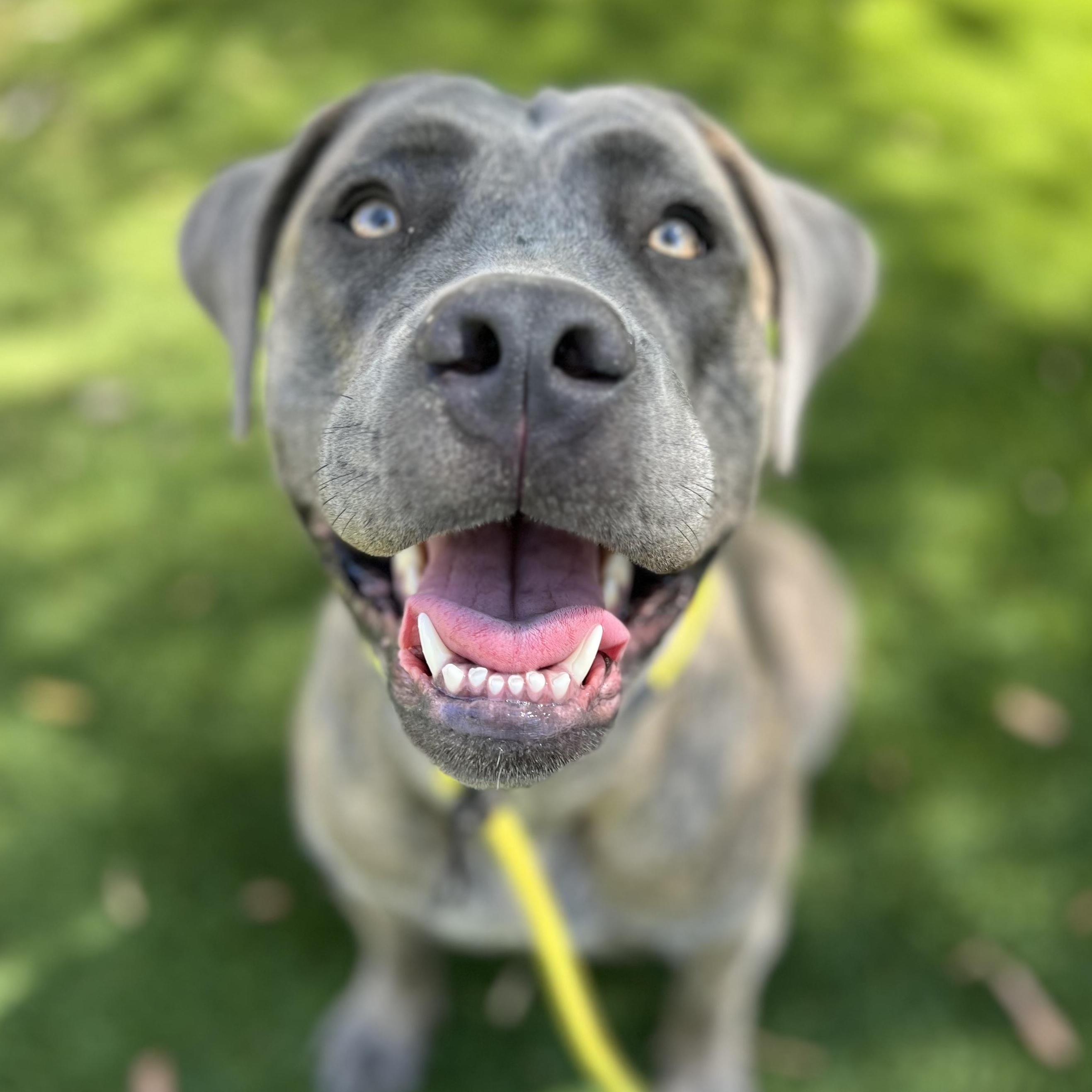 Dulce, a Adoptable mixed breed in Los Angeles, CA image 1/5