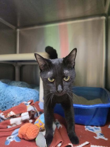 Enlarge Kennee, a Adoptable mixed breed in Scottsbluff, NE image 1/3