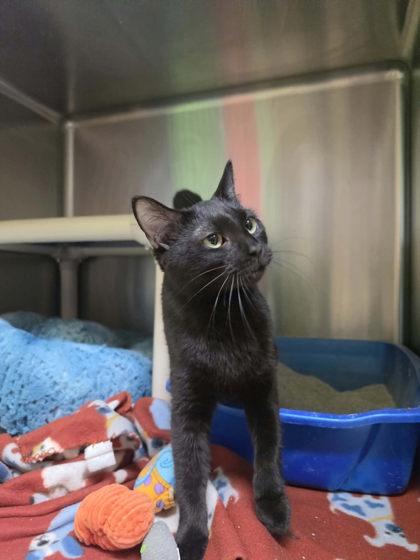 Enlarge Kennee, a Adoptable mixed breed in Scottsbluff, NE image 2/3