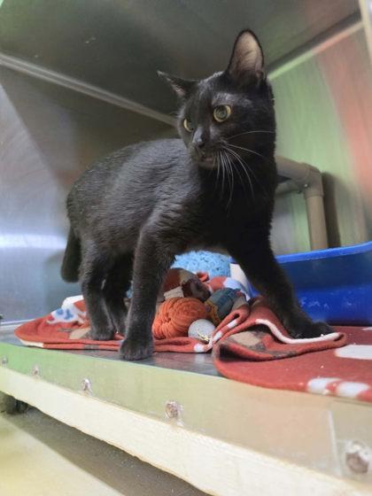Enlarge Kennee, a Adoptable mixed breed in Scottsbluff, NE image 3/3