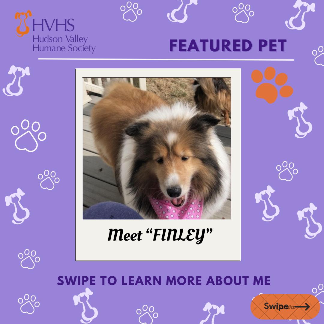 Enlarge FINLEY, a Adoptable mixed breed in Pomona, NY image 1/2