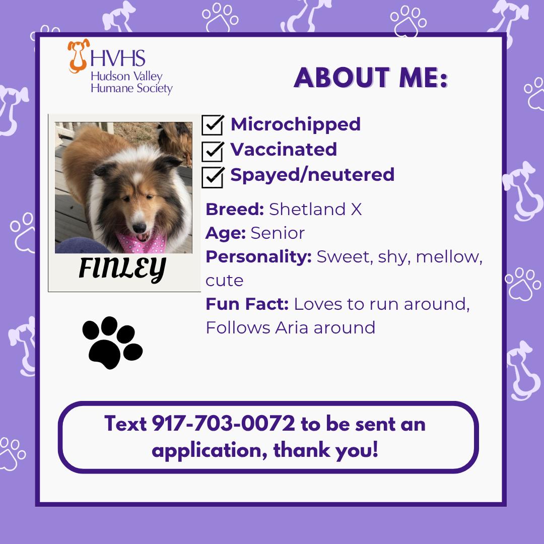 Enlarge FINLEY, a Adoptable mixed breed in Pomona, NY image 2/2