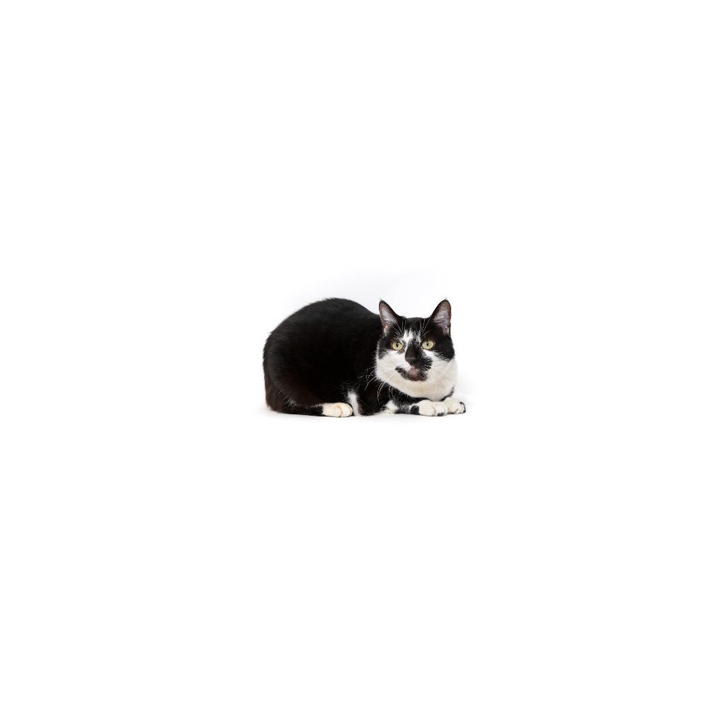 Oreo, Adoptable, Senior Female Domestic Medium Hair.