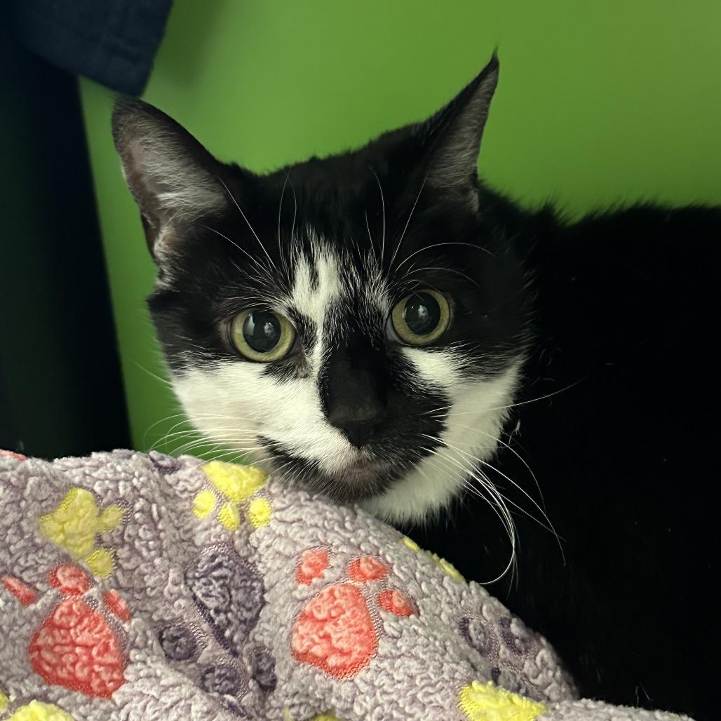 Oreo, a Adoptable Domestic Medium Hair in Playa Vista, CA image 2/2