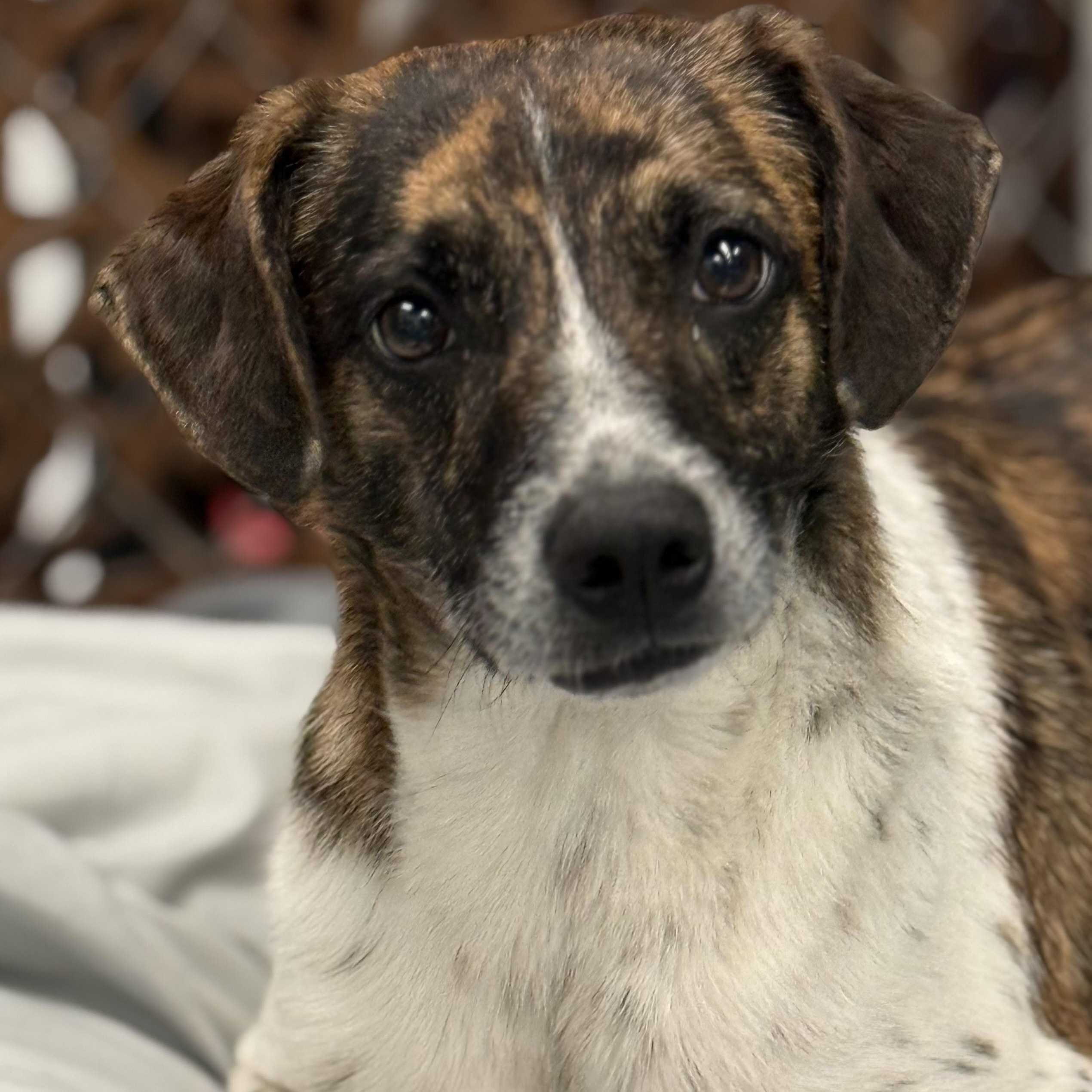 Rita, ADOPTABLE, Adult Female Beagle & Catahoula Leopard Dog.
