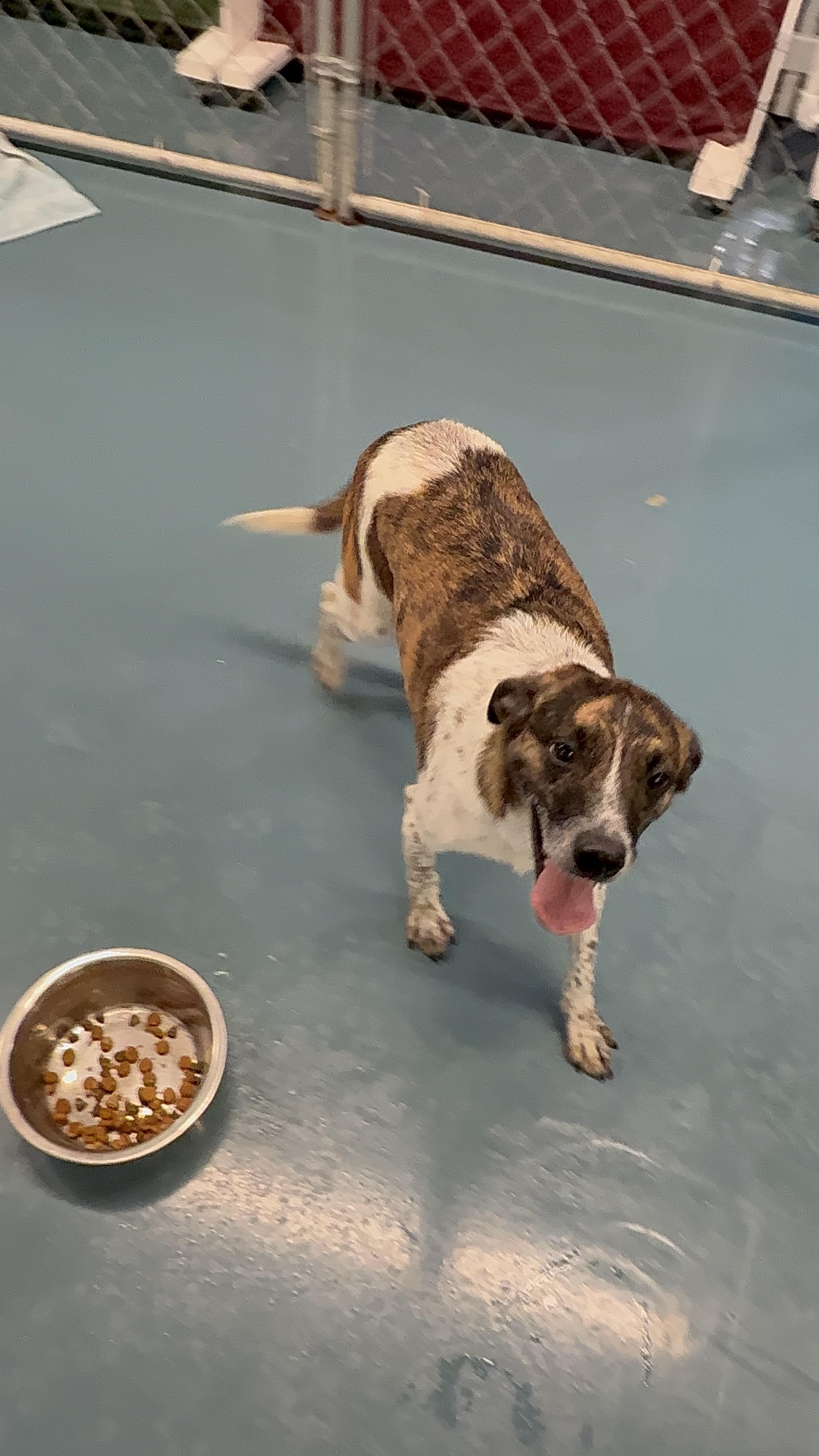 Enlarge Rita, a ADOPTABLE mixed breed in Crystal Lake, IL image 2/4