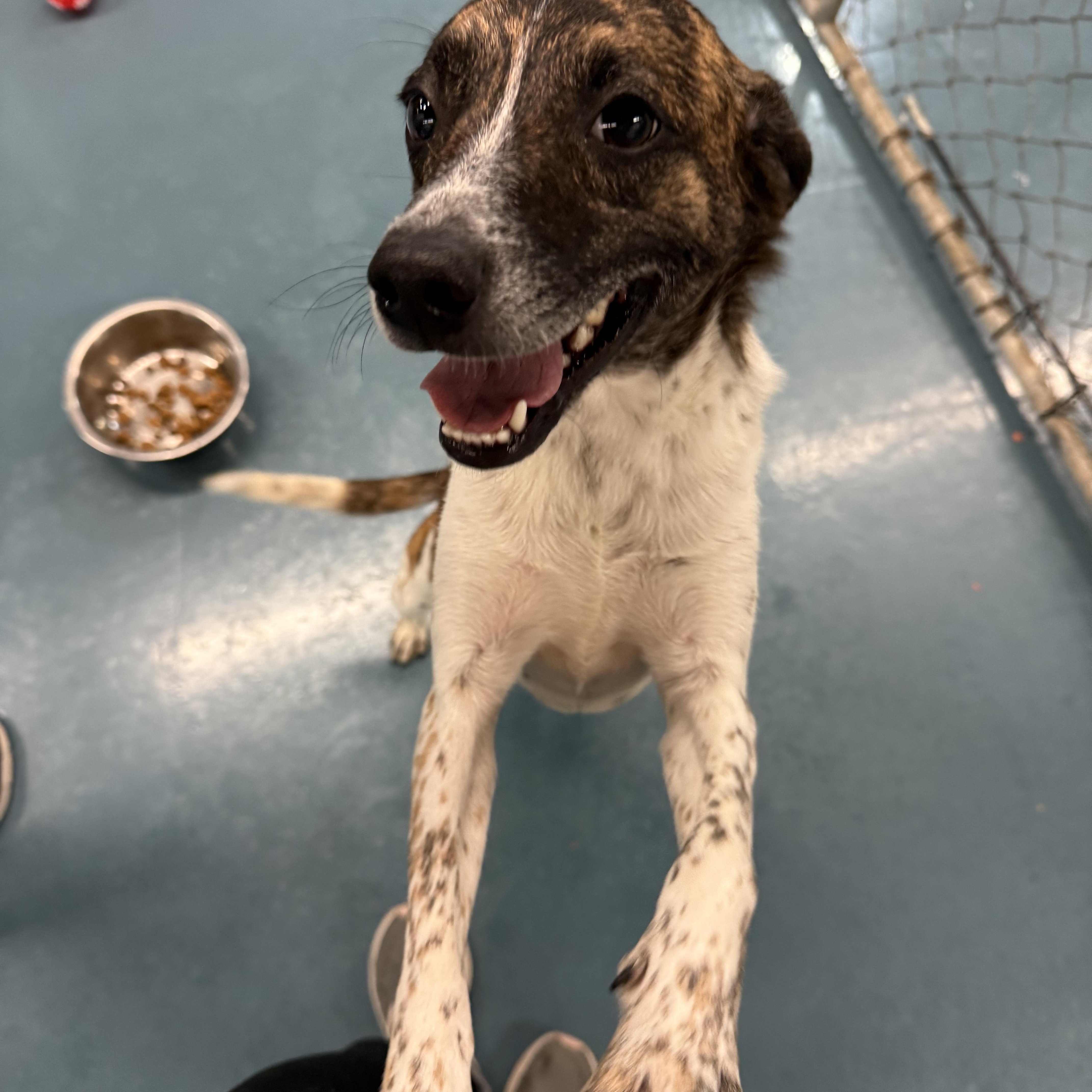 Enlarge Rita, a ADOPTABLE mixed breed in Crystal Lake, IL image 3/4