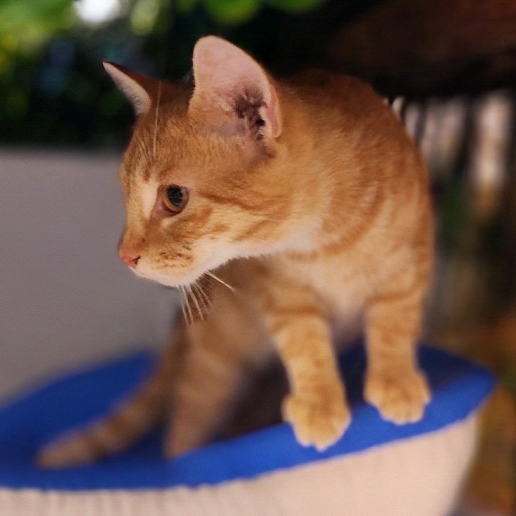 Enlarge Abel, a Adoptable Domestic Short Hair in Toms Brook, VA image 1/3