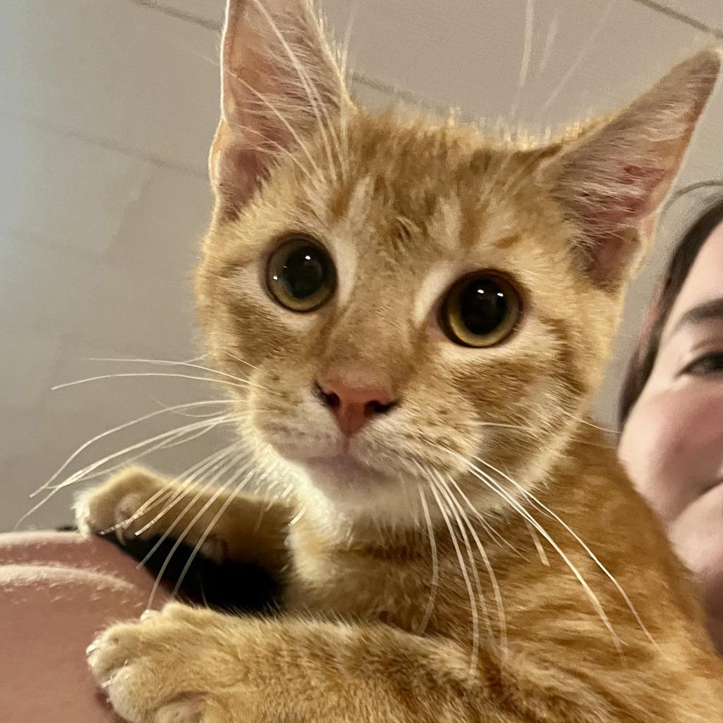 Enlarge Abel, a Adoptable Domestic Short Hair in Toms Brook, VA image 2/3