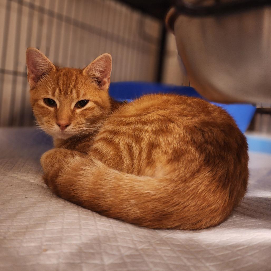 Enlarge Abel, a Adoptable Domestic Short Hair in Toms Brook, VA image 3/3