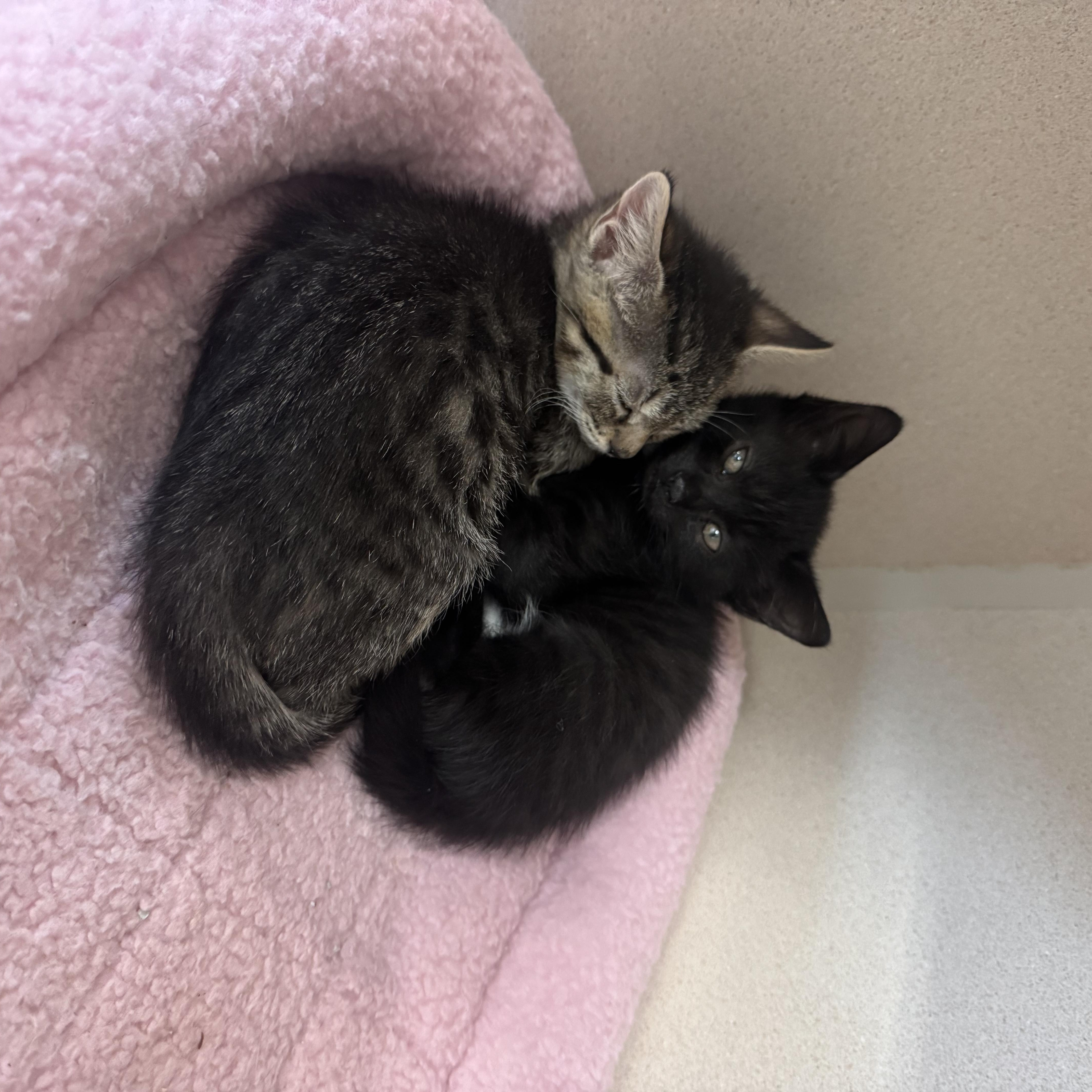 Enlarge Dr. Pepper and Tabitha, a ADOPTABLE mixed breed in Salem, NH image 4/5