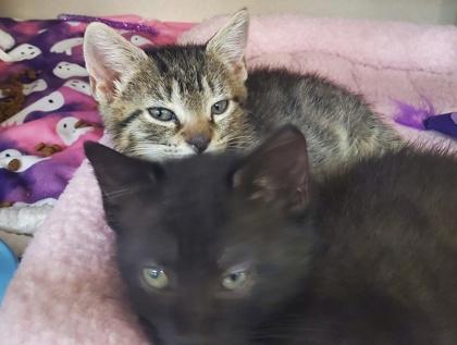 Enlarge Dr. Pepper and Tabitha, a ADOPTABLE mixed breed in Salem, NH image 5/5