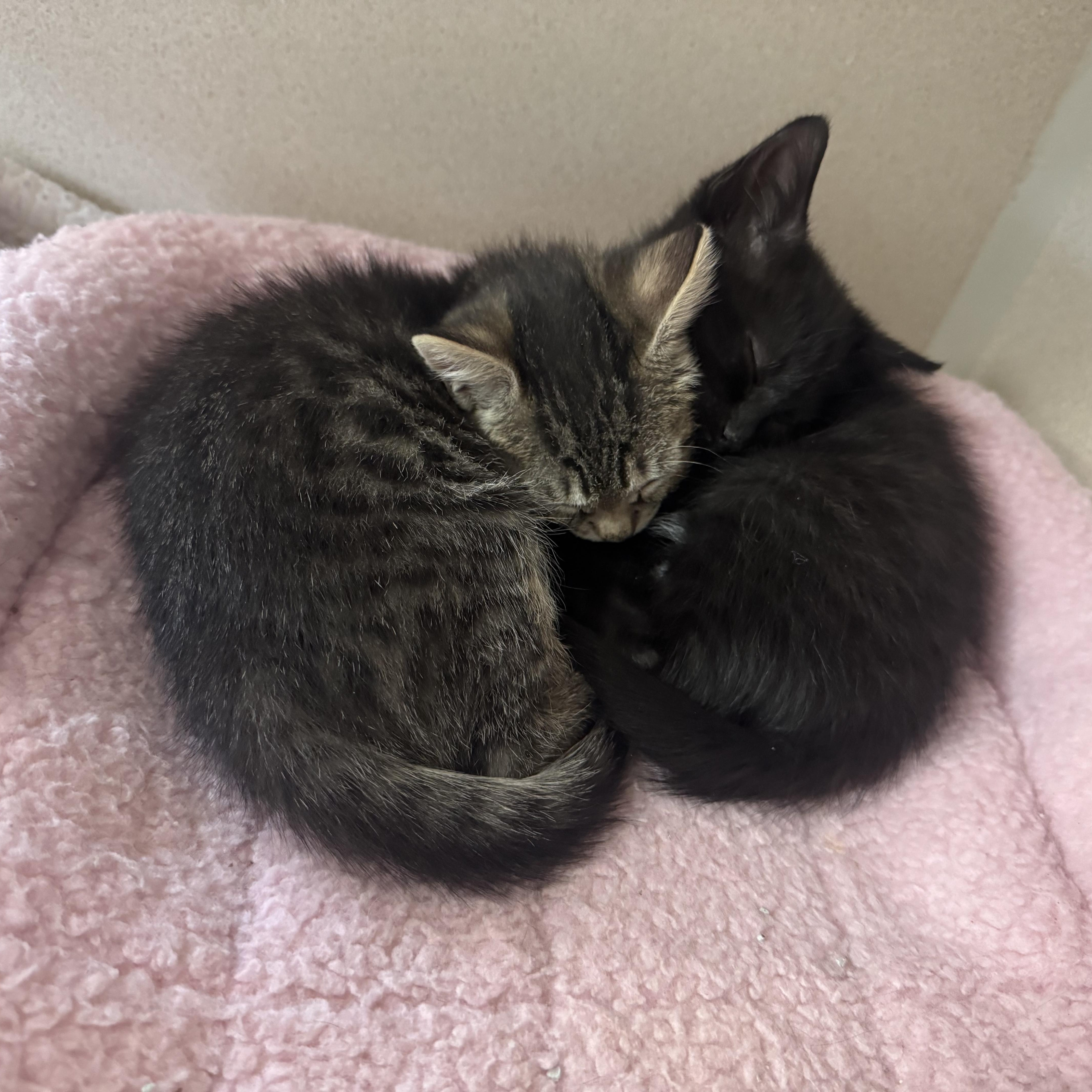 Enlarge Dr. Pepper and Tabitha, a ADOPTABLE mixed breed in Salem, NH image 3/5