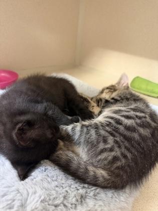 Enlarge Dr. Pepper and Tabitha, a ADOPTABLE mixed breed in Salem, NH image 2/5