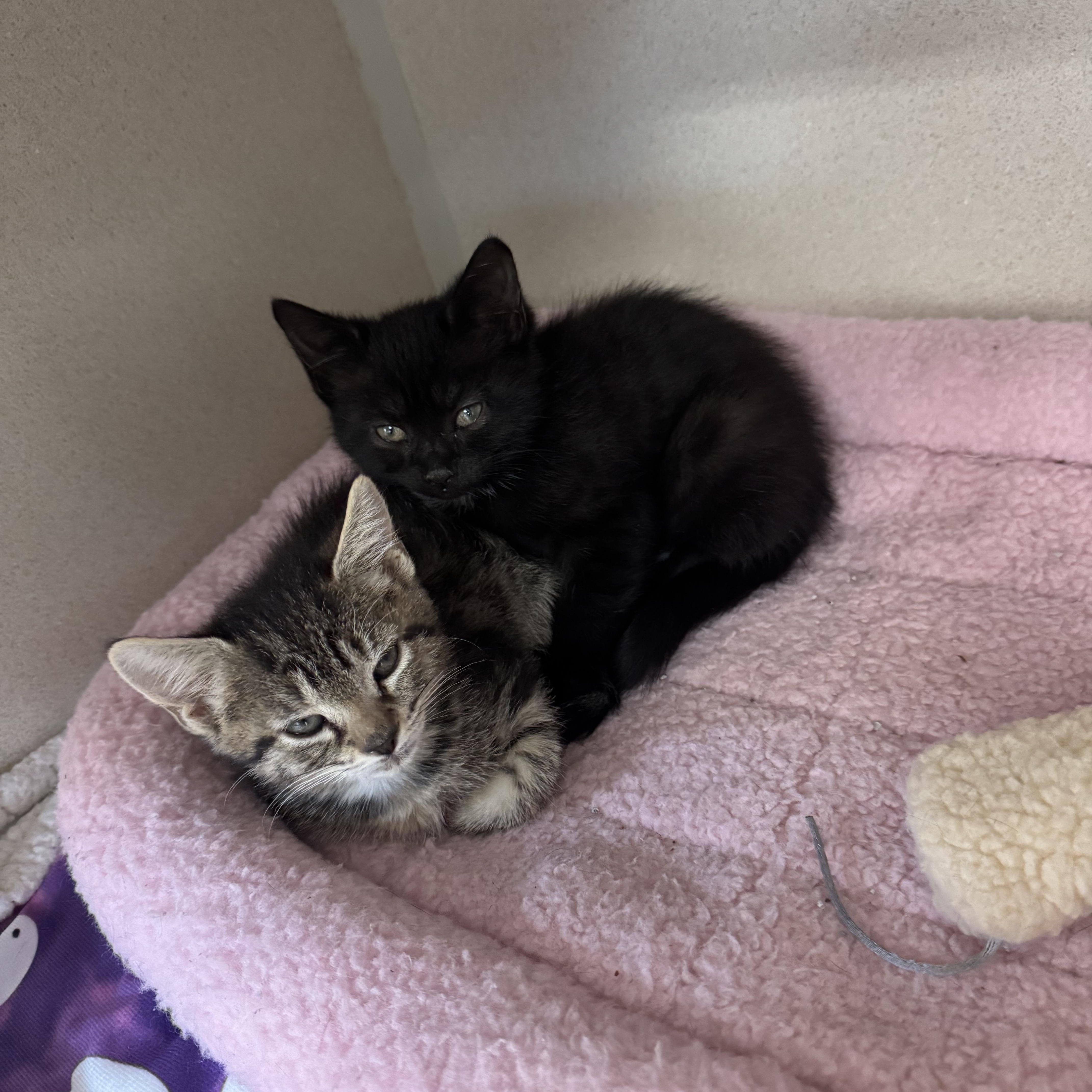 Dr. Pepper and Tabitha, ADOPTABLE, Kitten Female Domestic Short Hair.