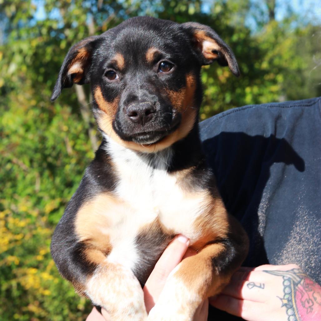 CT Buttercup, Adoptable, Puppy Female German Shepherd Dog & Mixed Breed.