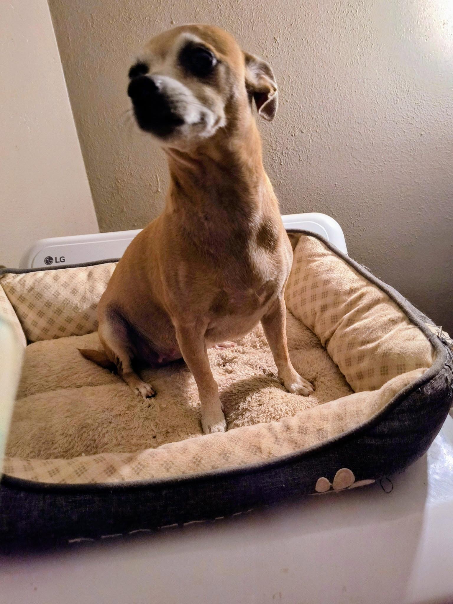 Mama Coco - ADOPTION IN PROCESS, Adoptable, Adult Female Chihuahua.