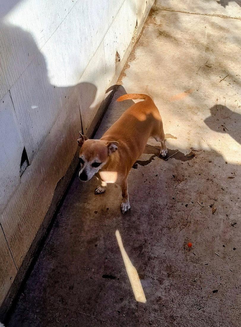 Enlarge Mama Coco - ADOPTION IN PROCESS, a Adoptable Chihuahua in Grafton, WI image 2/3