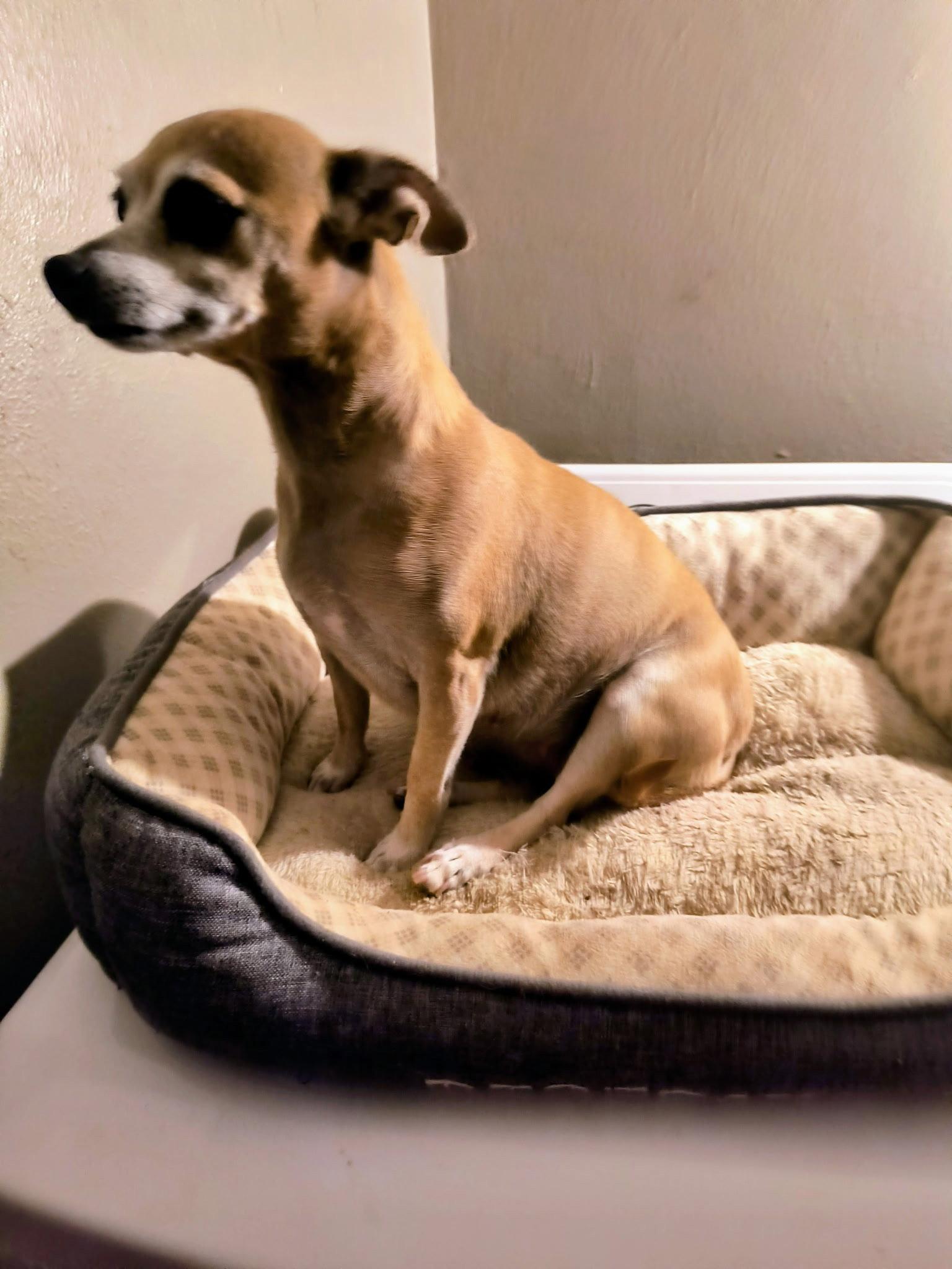 Enlarge Mama Coco - ADOPTION IN PROCESS, a Adoptable Chihuahua in Grafton, WI image 3/3