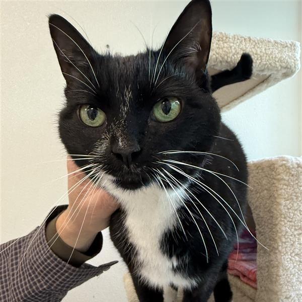 Michelle, Adoptable, Adult Female Domestic Medium Hair.