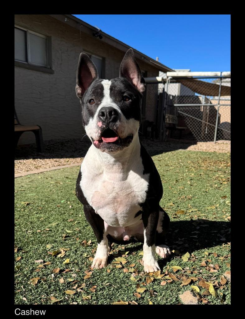 Enlarge Cashew, a Adoptable mixed breed in Chino Valley, AZ image 1/2