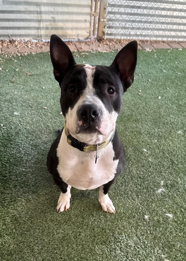 Enlarge Cashew, a Adoptable mixed breed in Chino Valley, AZ image 2/2