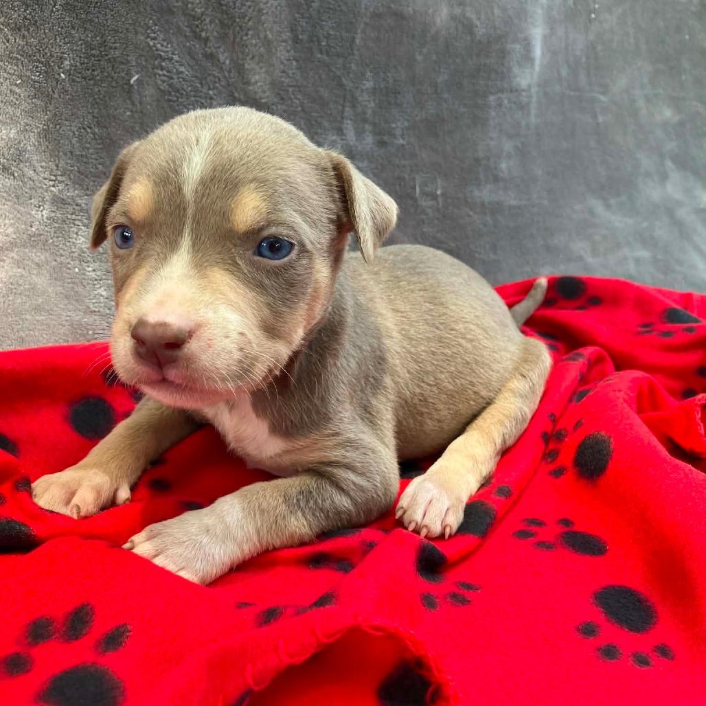 Enlarge Puppy B8, a Adoptable Mixed Breed in Pulaski, TN image 1/1