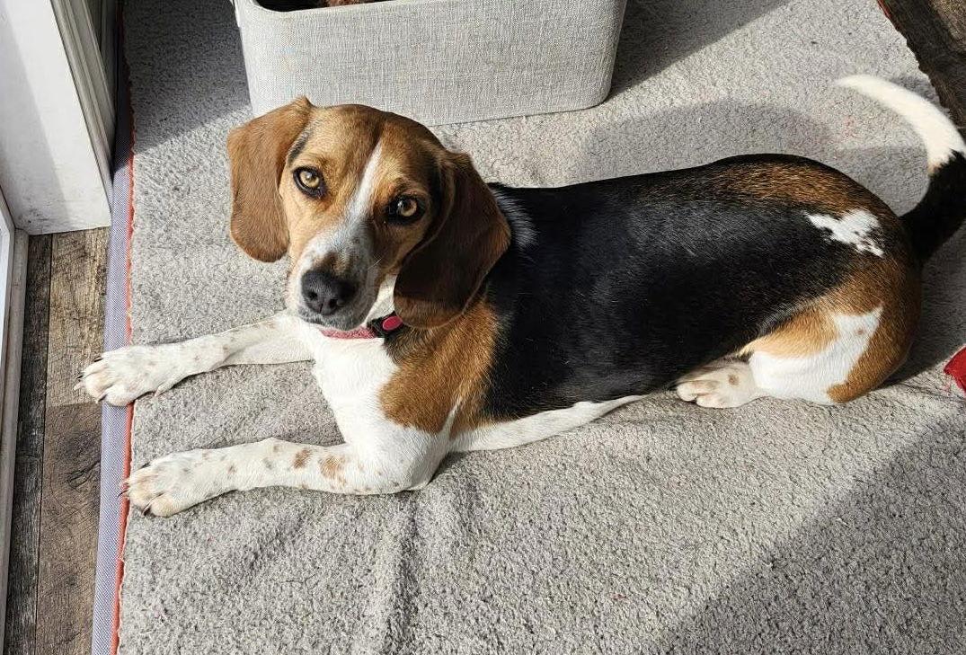 Enlarge Lucy fka Crystal, a Adoptable Beagle in Pomfret Center, CT image 1/3
