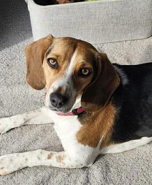 Enlarge Lucy fka Crystal, a Adoptable Beagle in Pomfret Center, CT image 2/3