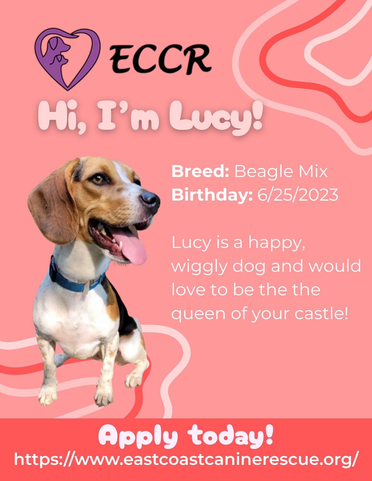 Lucy fka Crystal, a Adoptable Beagle in Pomfret Center, CT image 3/3