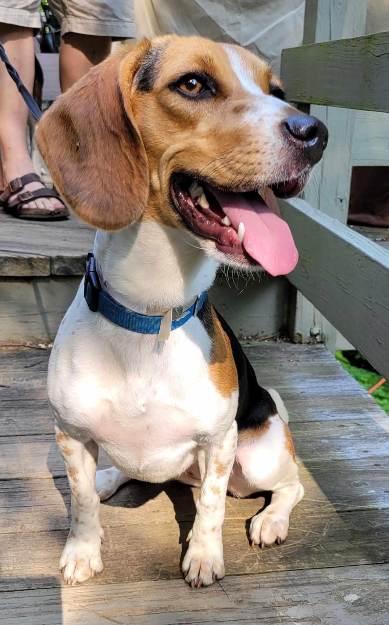Enlarge Lucy fka Crystal, a Adoptable Beagle in Pomfret Center, CT image 3/3