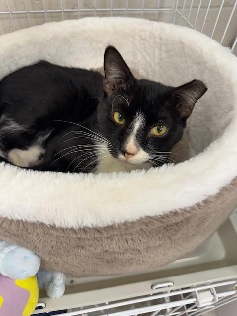 SCRAPPY, Adoptable, Adult Male Domestic Short Hair.