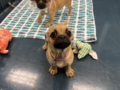 Peony — thumbnail 2