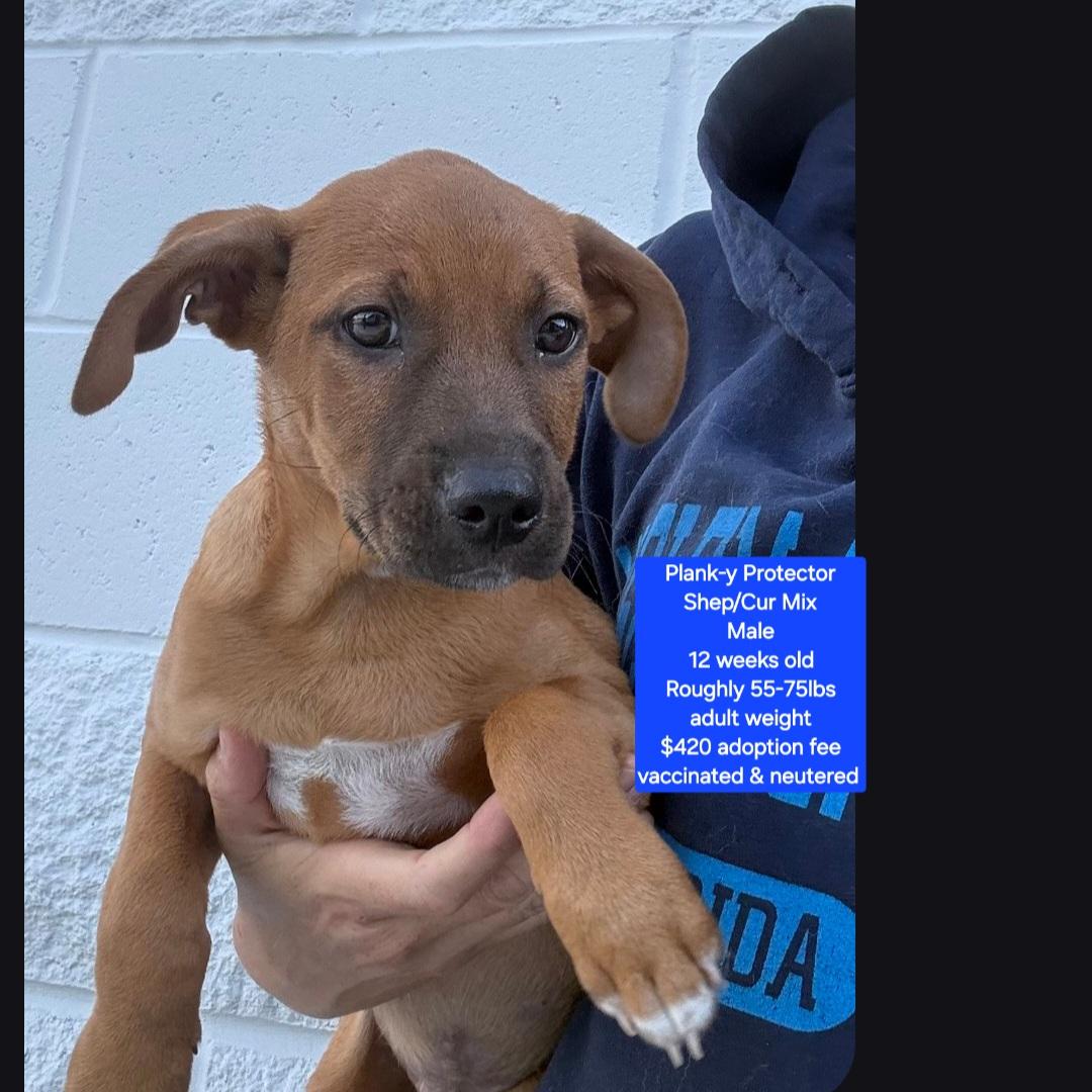 Plank-y Protector, ADOPTABLE, Puppy Male Shepherd & Black Mouth Cur.