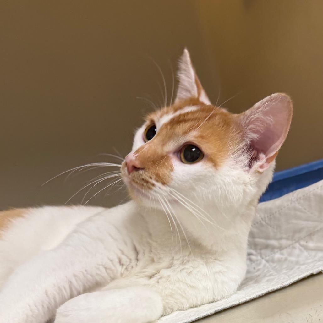 Dewey, Adoptable, Adult Male Domestic Short Hair.
