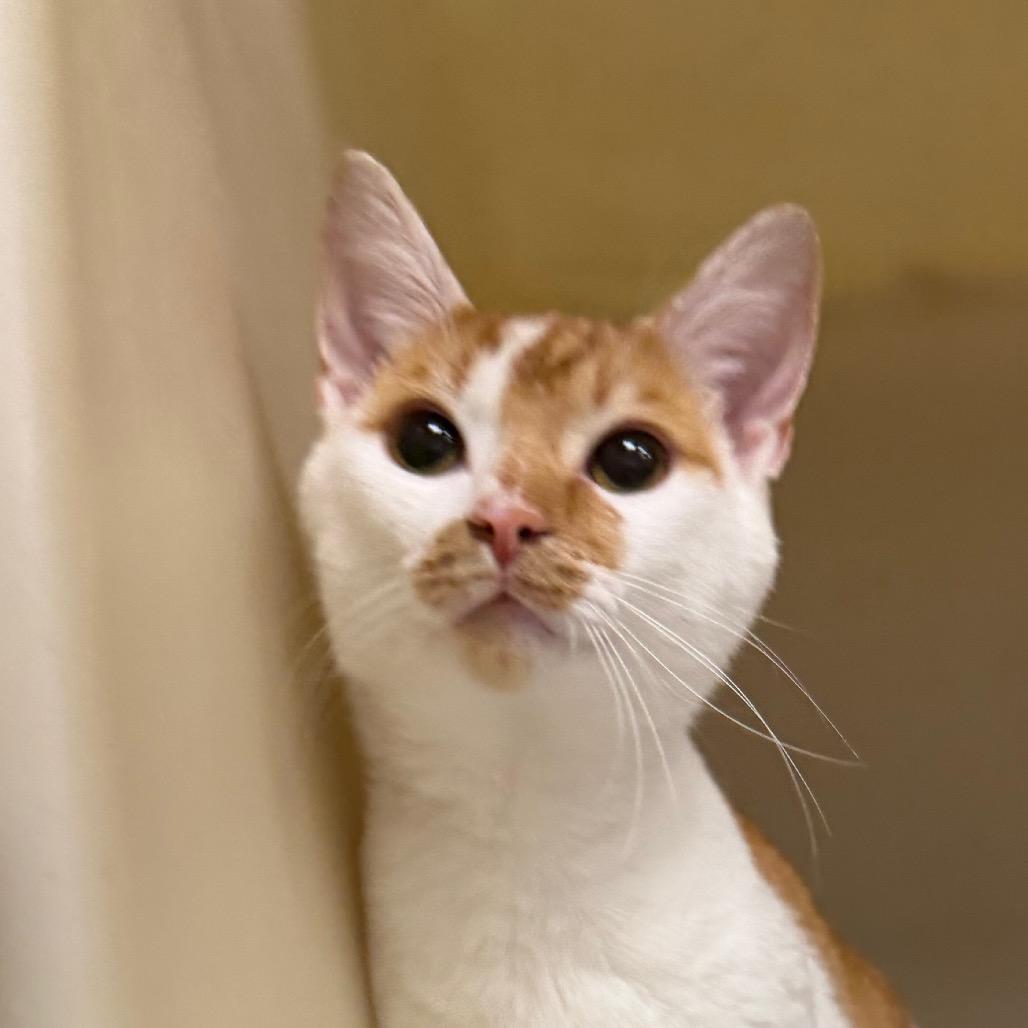 Enlarge Dewey, a Adoptable Domestic Short Hair in Zanesville, OH image 2/3