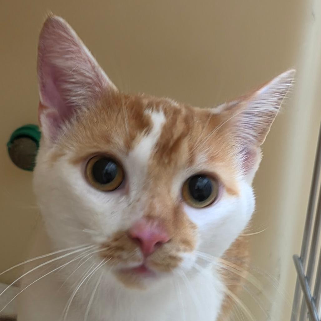 Enlarge Dewey, a Adoptable Domestic Short Hair in Zanesville, OH image 3/3