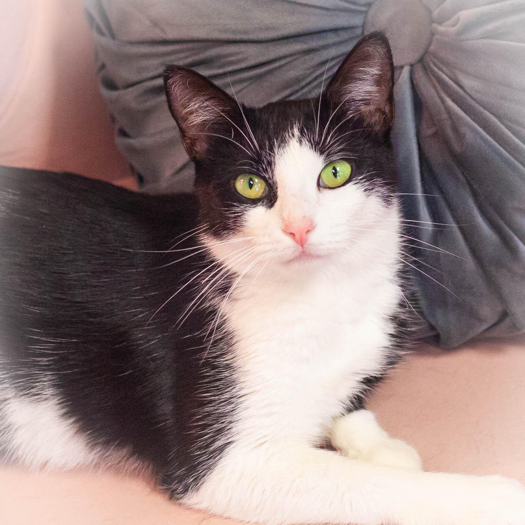 Penny, Adult Female Tuxedo