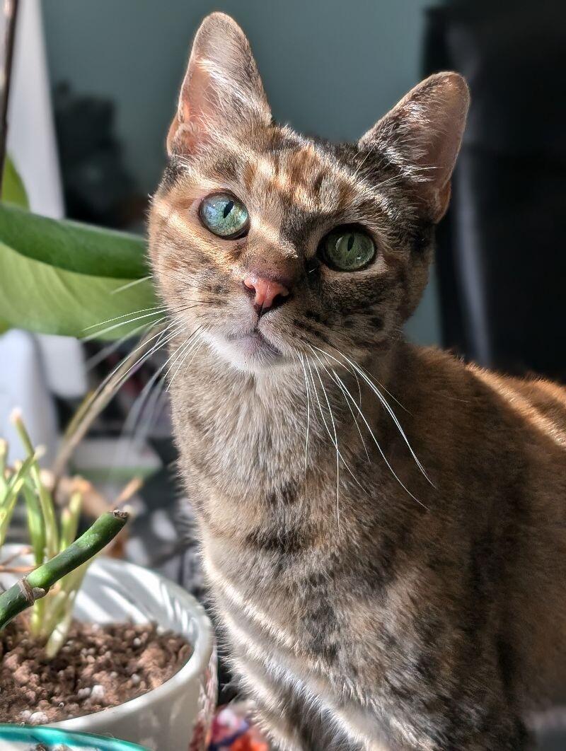 Kanga, Adoptable, Senior Female Domestic Short Hair.