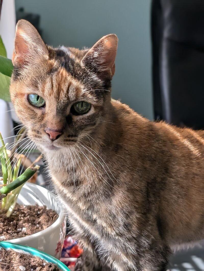 Kanga, a Adoptable Domestic Short Hair in Adrian, MI image 2/3