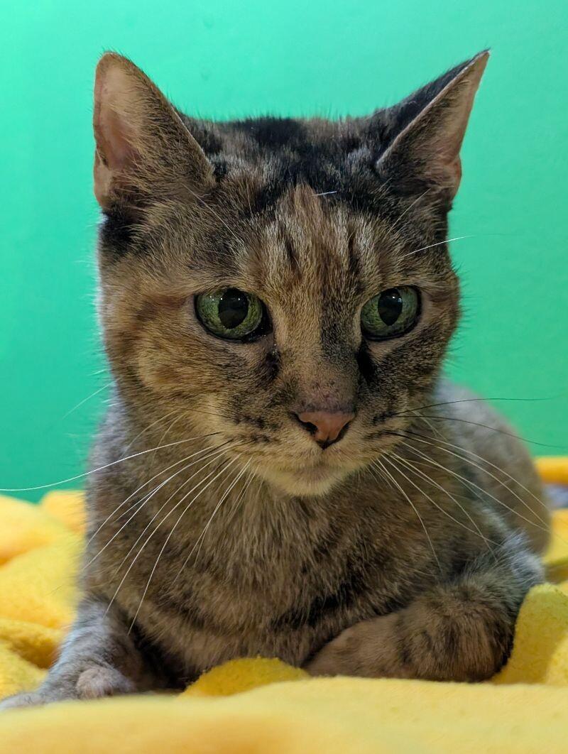 Kanga, a Adoptable Domestic Short Hair in Adrian, MI image 3/3