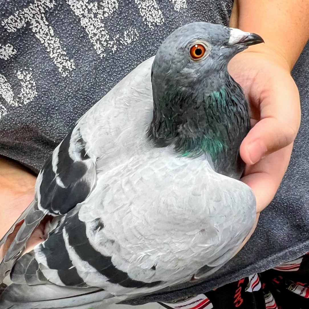 Fog, Adult Unknown Pigeon